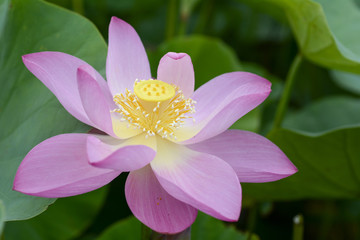 Lotus flower plants