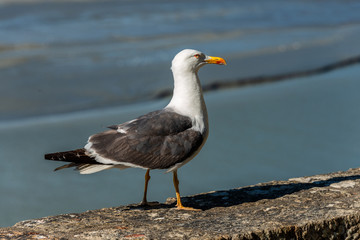 Möwe Close-Up