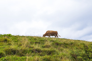 Cow eating grass on the mountain