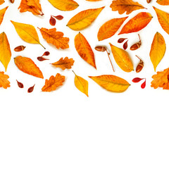 Obraz premium Autumn composition with acorns, golden marple and oak leaves isolated on white background. Autumn l Pattern. Flat lay, top view