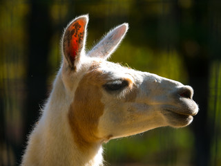 Obraz premium Lama