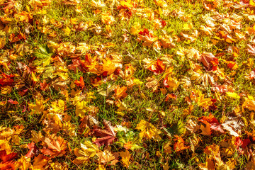 Autumn Background with Red and Orange Autumn Leaves on a green grass in a park. Autumnal concept