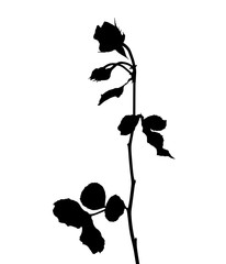 Beautiful Silane White and Black Roses. Isolated on White Background. Vector Illustration