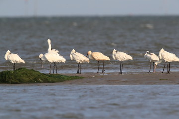 Eurasian or common spoonbill in nature Island Texel,Holland
