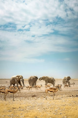 Fototapeta na wymiar Wild elephants of africa