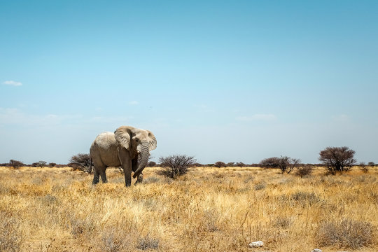 Wild elephants of africa