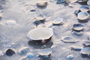 Grußkarte - Strandurlaub - Strand mit Muscheln