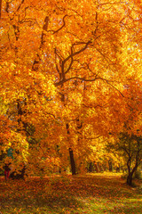 Obraz premium Autumn landscape Background. Autumn maple trees with Yellow and Red falling leaves in sunlight rays