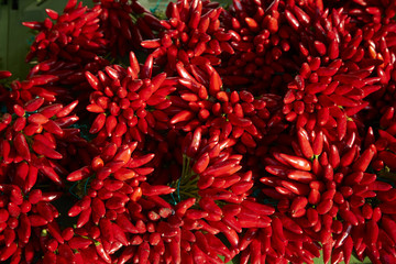 Chili Schoten scharf gesund rot Ernte frisch