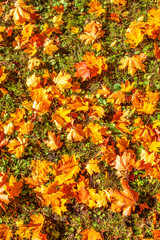 Autumn Background with Red and Orange Autumn Leaves on a ground. Autumnal concept