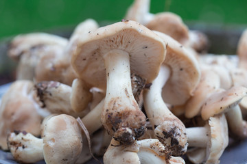 Champignons de Paris