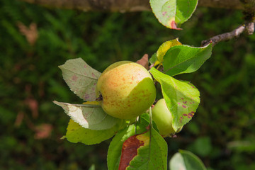 Pommier