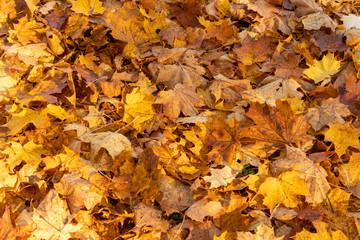 Forest floor covered with dry leaves