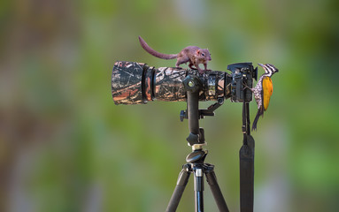 Squirrel and bird on the camera.