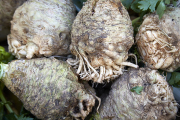Sellerie Wurzel gesund roh frisch Ernte Markt