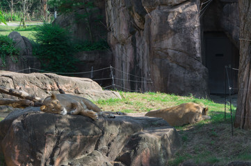 Naklejka na ściany i meble Asiatic Lion dozing off in Zoological garden .Osaka tennouji zoo,japan.