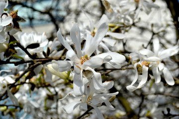 Spring White Flower