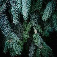 Christmas  Background with beautiful green pine tree brunch close up. Copy space..