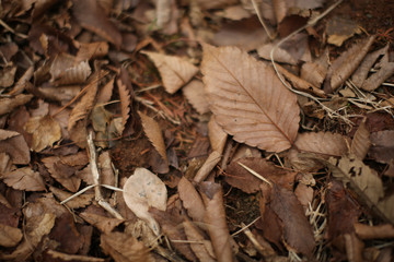 흩어져 있는 낙옆