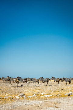 wild zebras of Africa