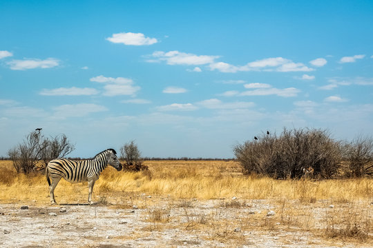 wild zebras of Africa