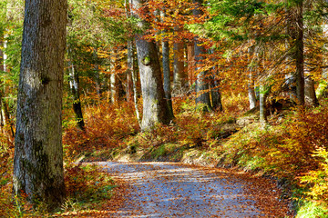 The way through autumn primeval forest