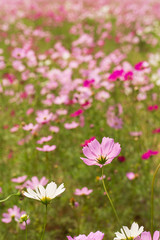 바람에 흔들리는 코스모스