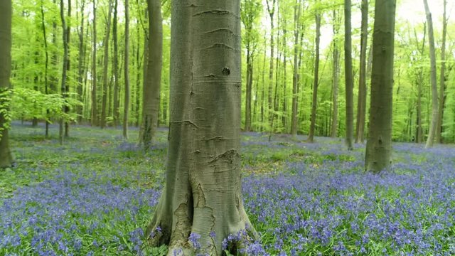 Circle around tree trunk in forest. Bottom view blooming bluebells in Halle Forest, flower carpet among trees. Hallerbos, Belgium
