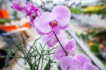 orchid flower zoom in