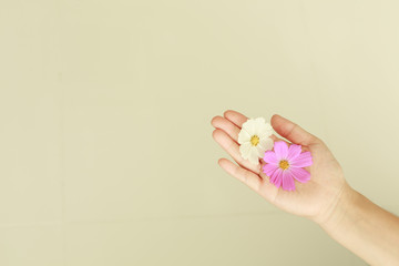 손위에 올려진 코스모스