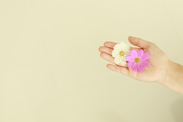 손위에 올려진 코스모스