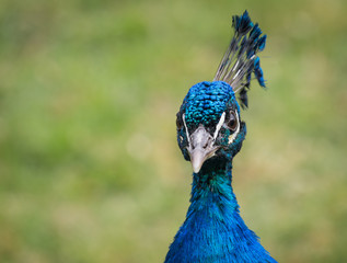 Peacock's head detail