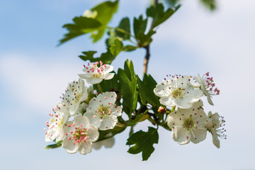 Kirschblüten - Frühlingsblumen