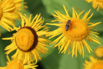 Sonnenblumen mit Biene