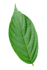 Obraz premium Green leaves isolated on a white background