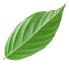 Green leaves isolated on a white background