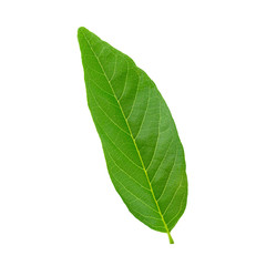 Green leaves isolated on a white background