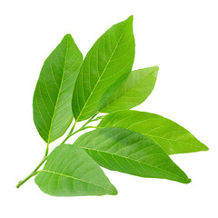 Green leaves isolated on a white background