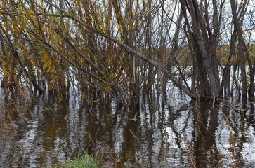 Obraz premium A river shore zoomed