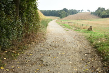 Fototapeta premium wandelpad in het heuvelachtige landschap van Zuid-Limburg