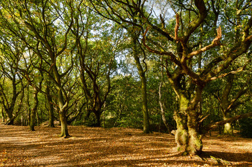 Mousehold Heath 4