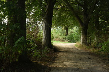 donker wandelpad tussen de beuken in het heuvelachtige landschap van Zuid-Limburg