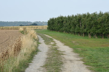 Obraz premium wandelpad in het heuvelachtige landschap van Zuid-Limburg