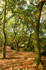 Mousehold Heath 5