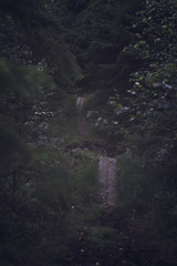 A boardwalk leads hikers deeper in to the woods