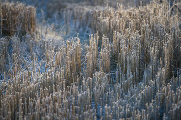 A field on a cold frosty winter day