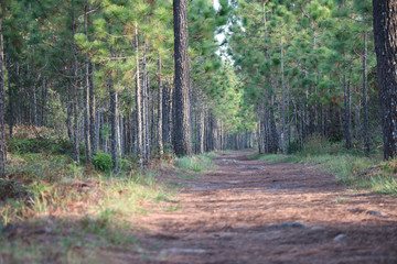 Sidewalk in the pine forest in summer season