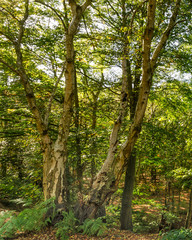 Silver Birch