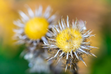Dying Thistle in Autumn