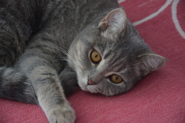 Кошка перед сном